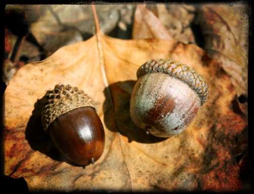 Acorns - The Ultimate Food Source for Whitetails