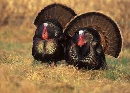 Bill Cochran Field Reports: Southwest Mountains Virginia's Turkey Hotspot