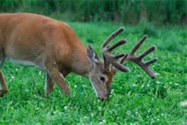 Rainfall and Deer Hunting in Virginia 2013