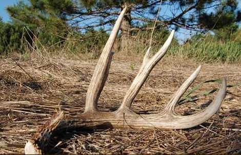 SHED HUNTING TIPS