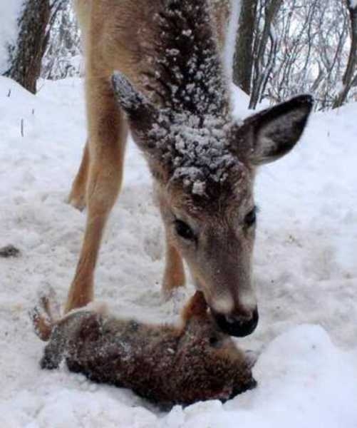 DO DEER EAT MEAT??