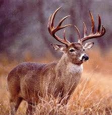 STAR CITY WHITETAILS 5th ANNUAL BIG BUCK BEST PHOTO CONTEST