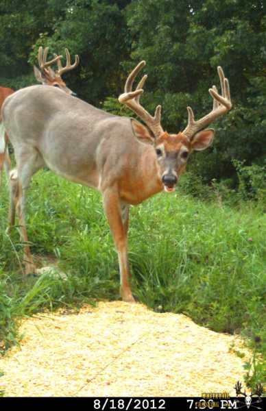 Supplemental Feeding of Deer