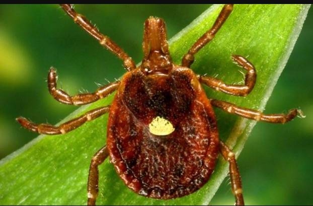 TICK info that you may not be aware of...