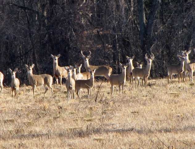 Virginia's Vanishing Public Land Deer Herd?