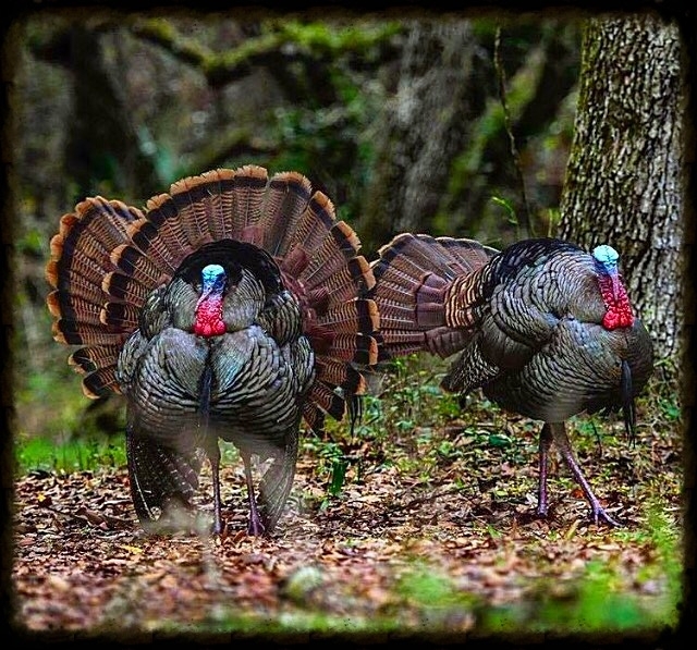 SPRING GOBBLER 2017