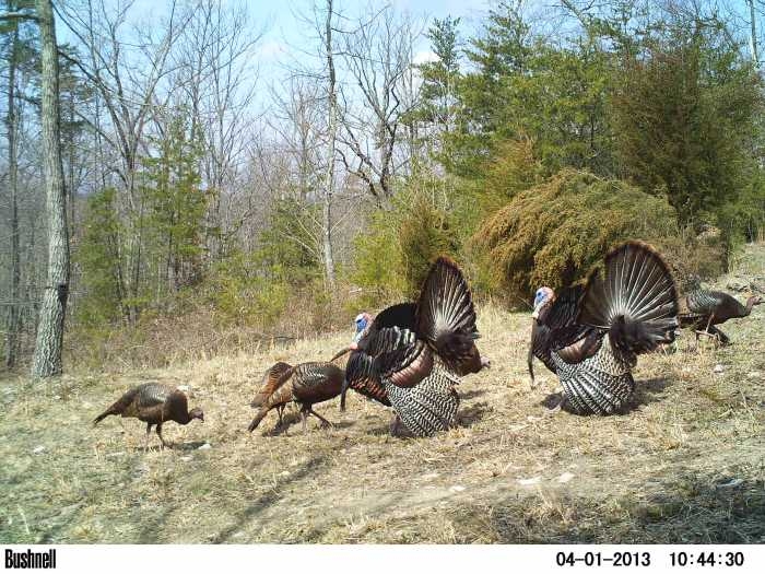 WILD TURKEY RECIPE