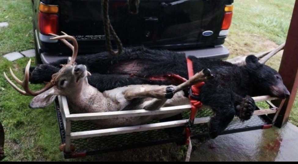 VIRGINIA BUCK & BLACK BEAR TAKEN WITH A BOW 2013!!