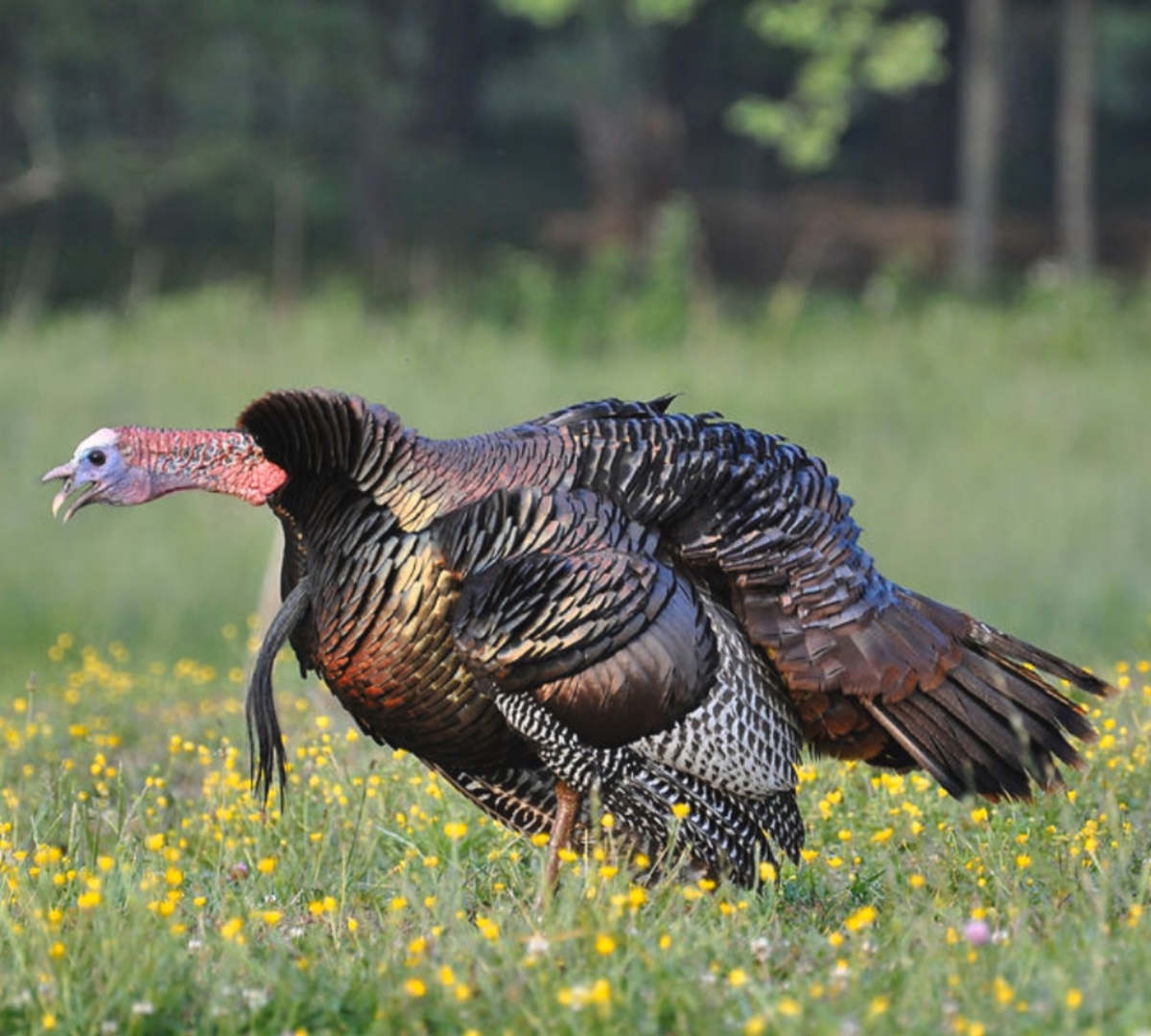 SPRING GOBBLER 2018