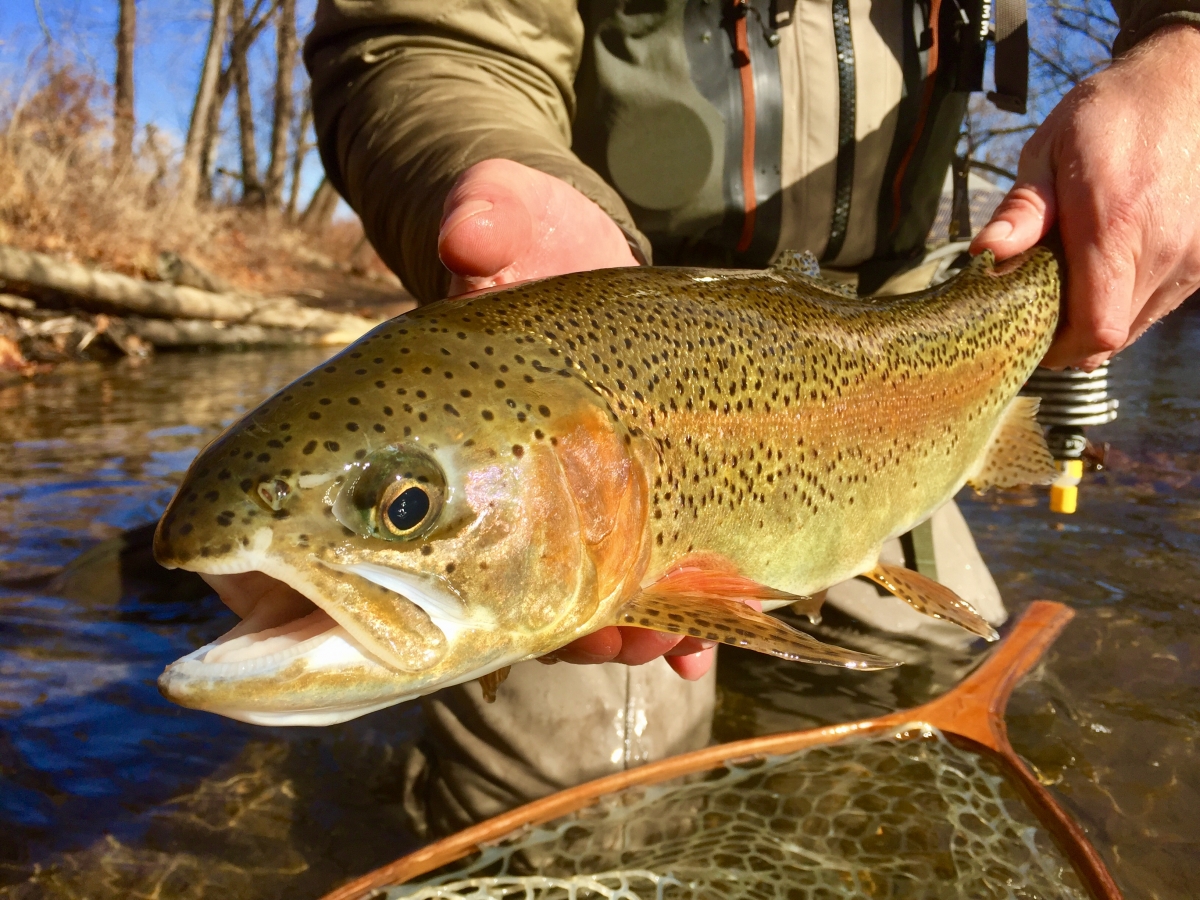 VIRGINIA TROUT INFORMATION 2021-22