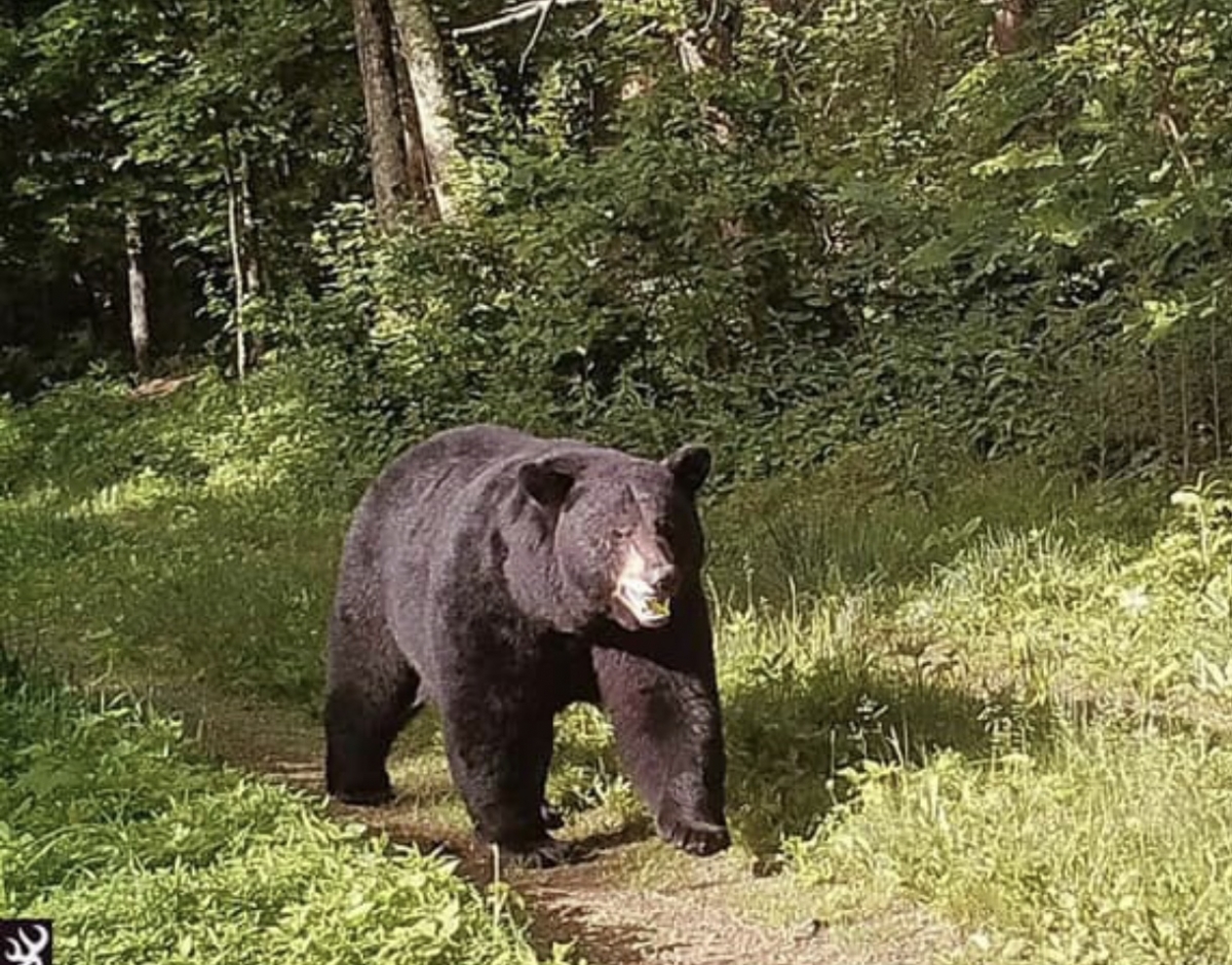 2018-2019 VA BEAR HARVEST SUMMARY