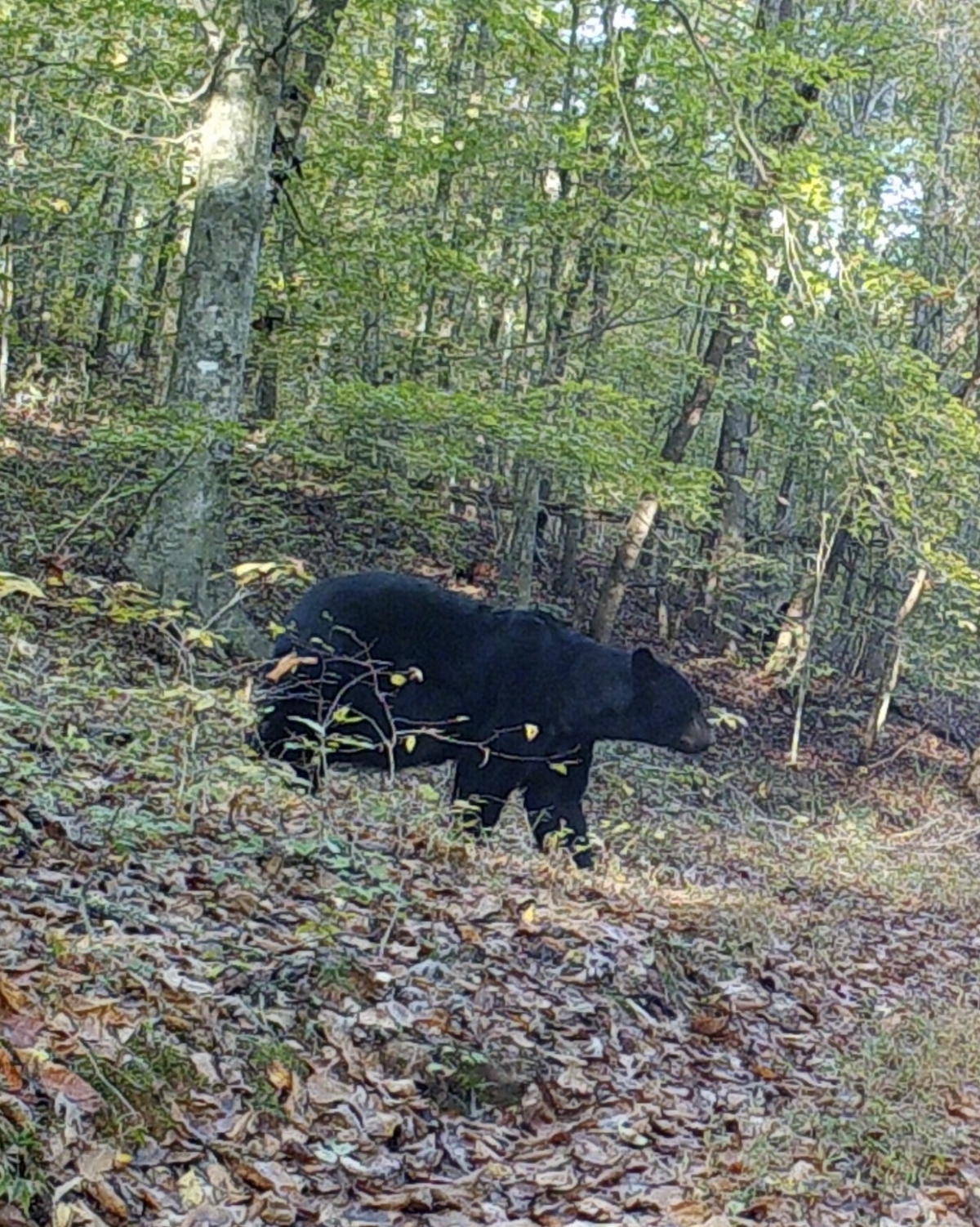 VA BLACK BEAR HARVEST SUMMARY 2020-21