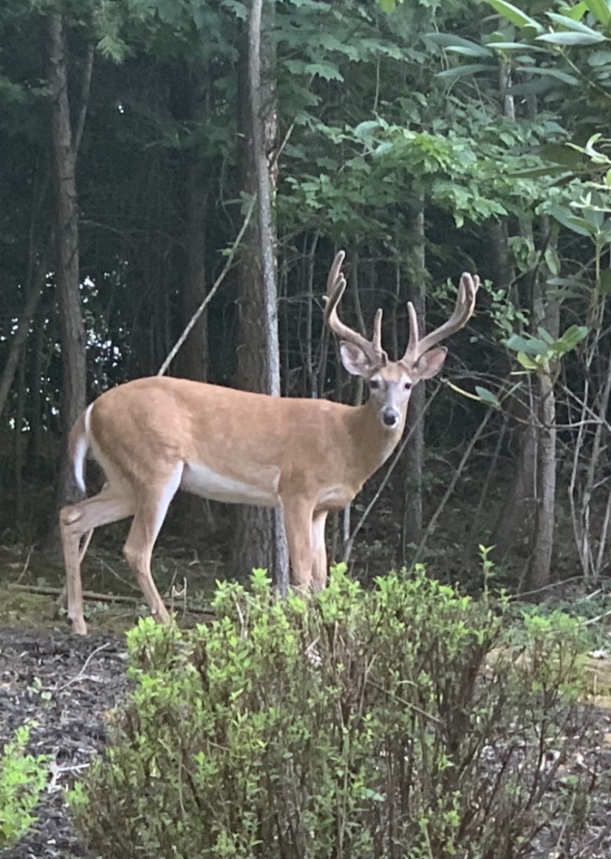 VA DEER HARVEST SUMMARY FOR 20202021